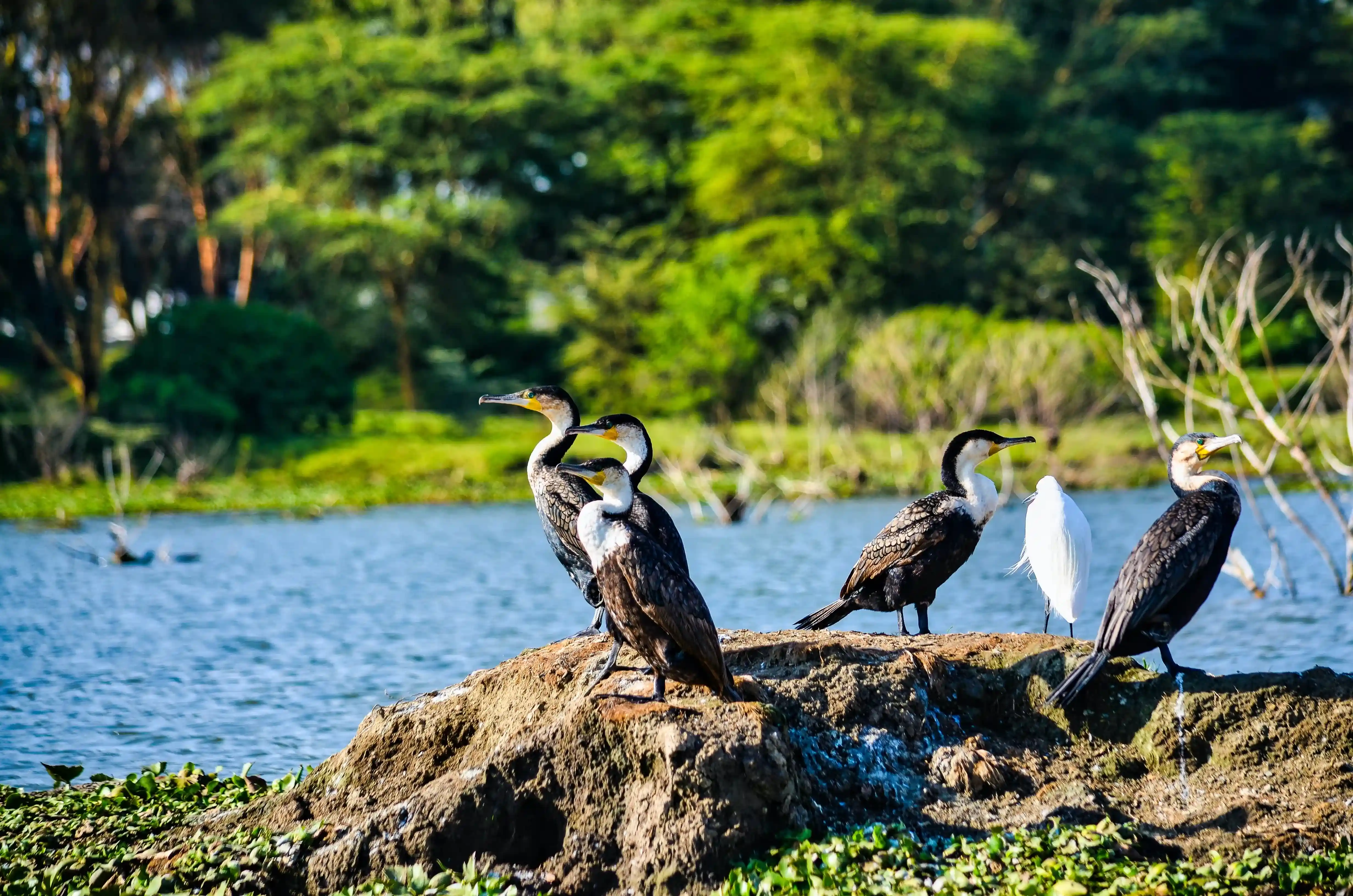 Ngorongoro Highlands Lodge