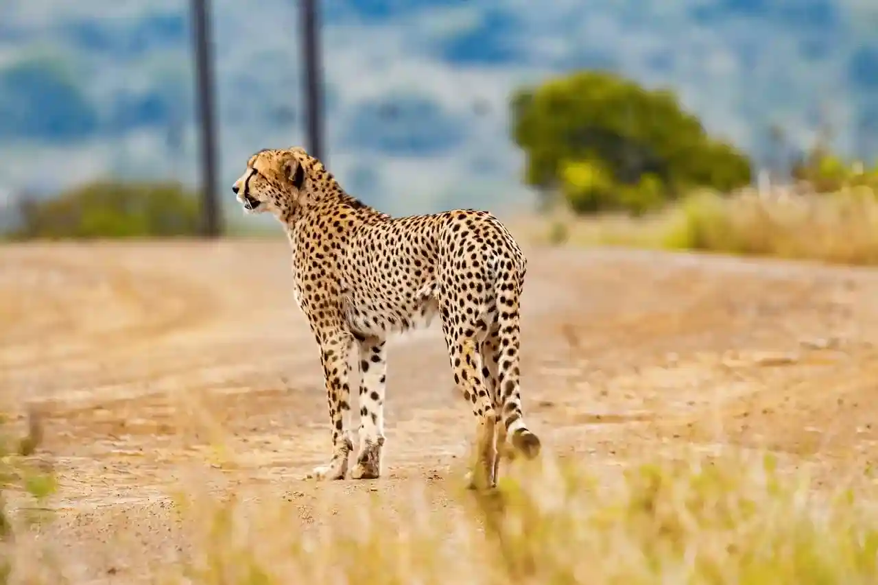 Serengeti plains