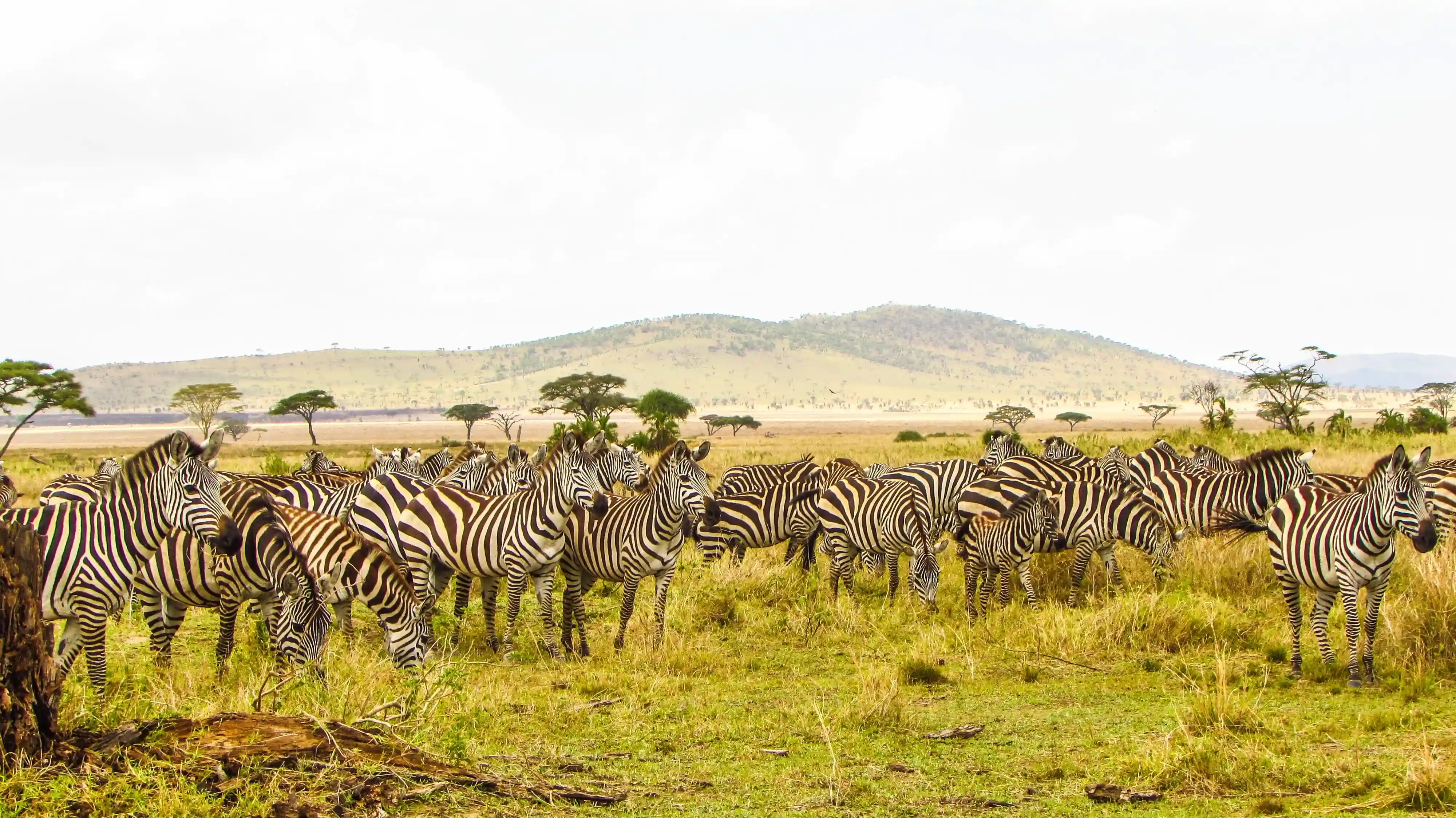 Ngorongoro Crater floor wildlife