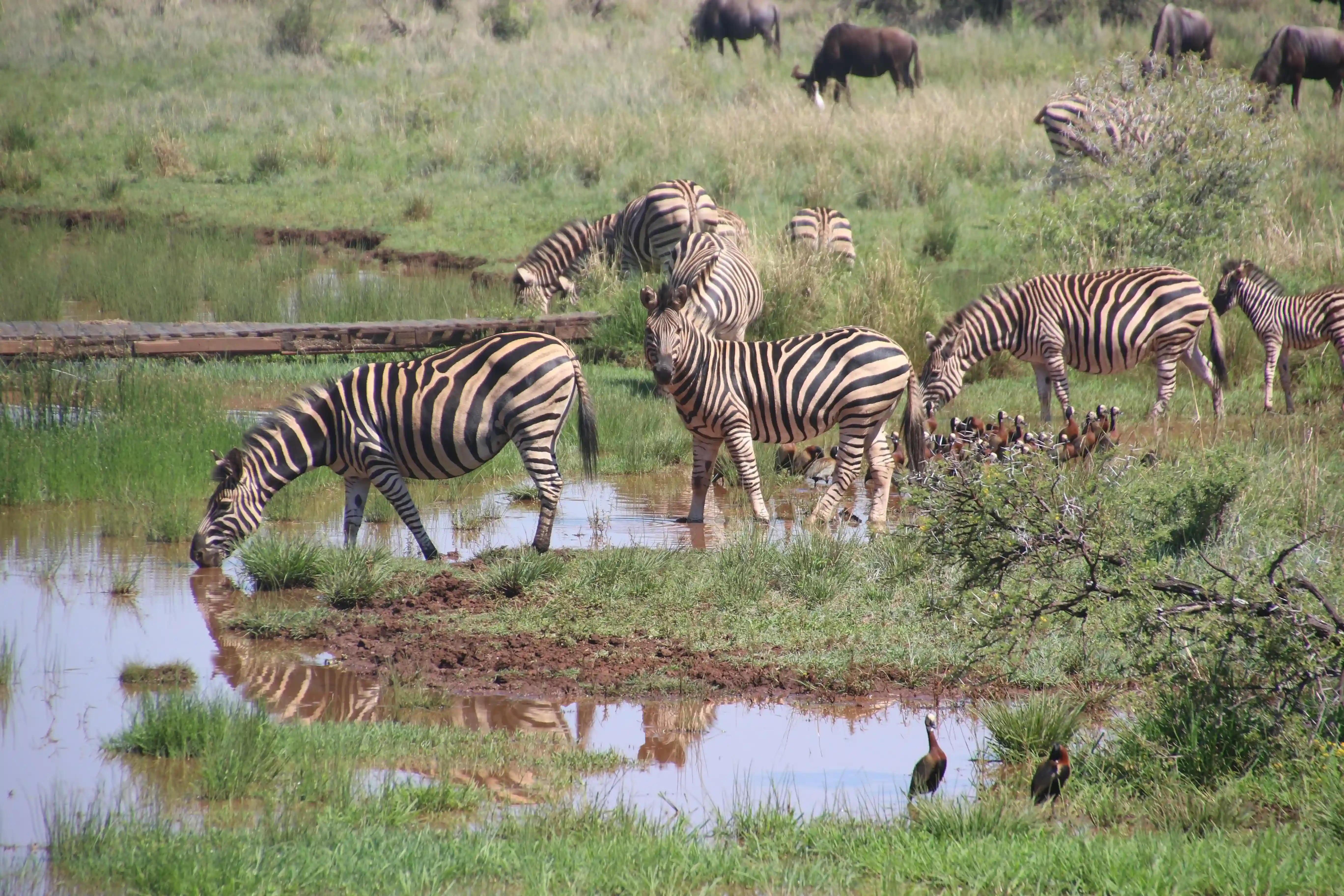 4-Day Serengeti & Ngorongoro Safari