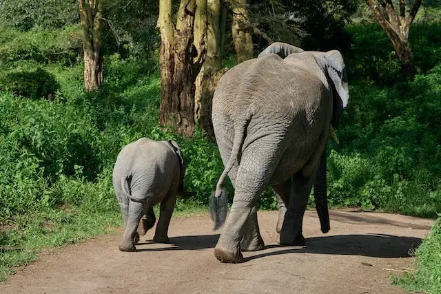 7-Day Serengeti Ngorongoro Zanzibar