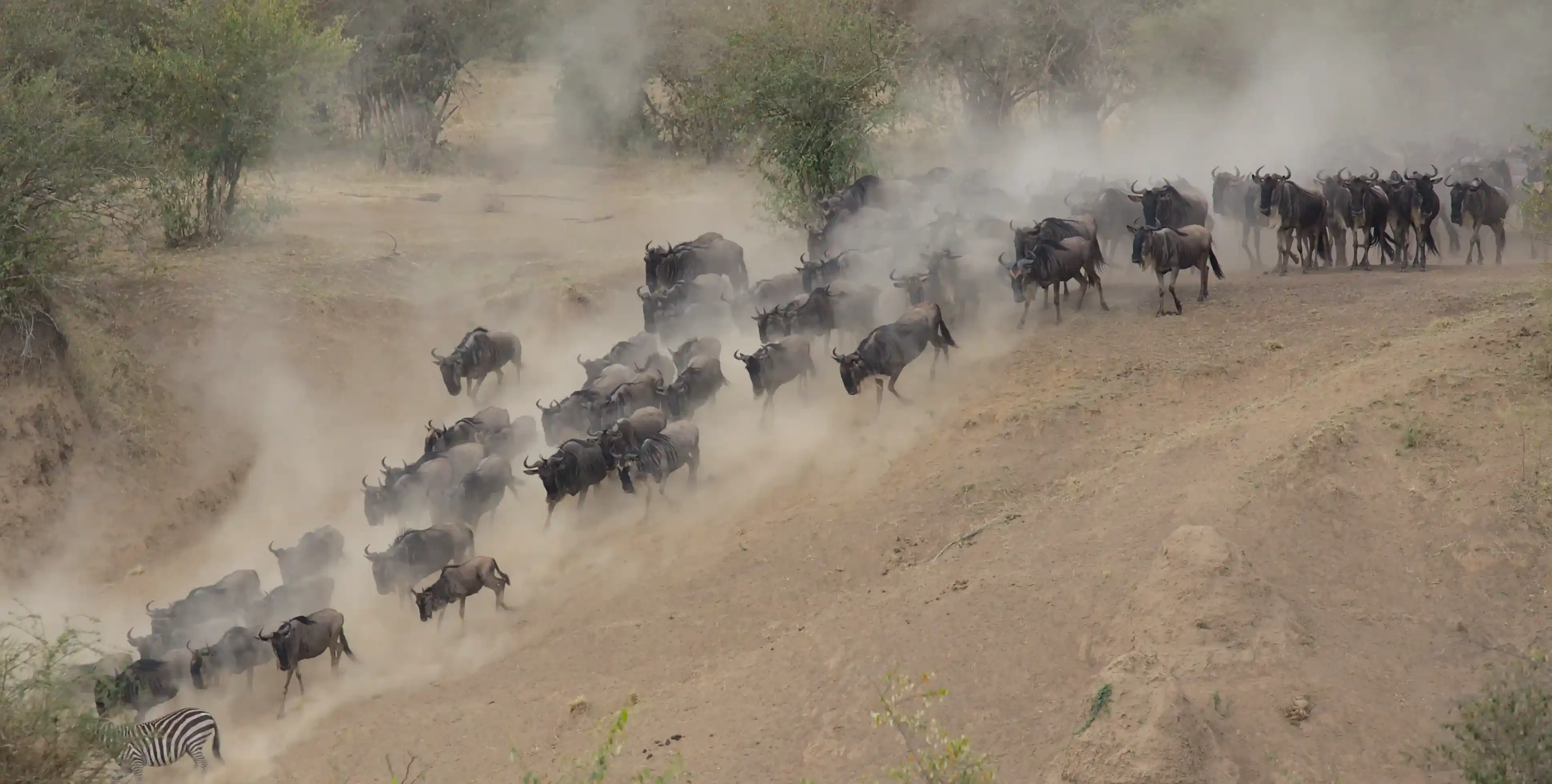 Tarangire & Lake Manyara Safari