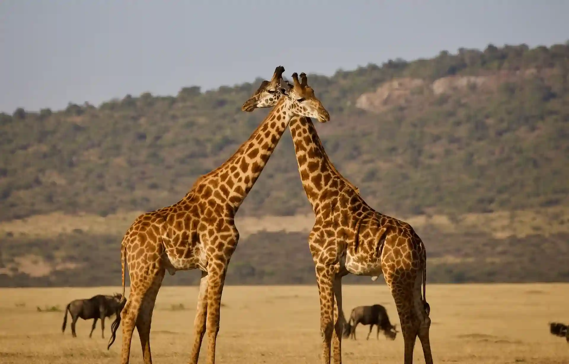 Lions in Serengeti