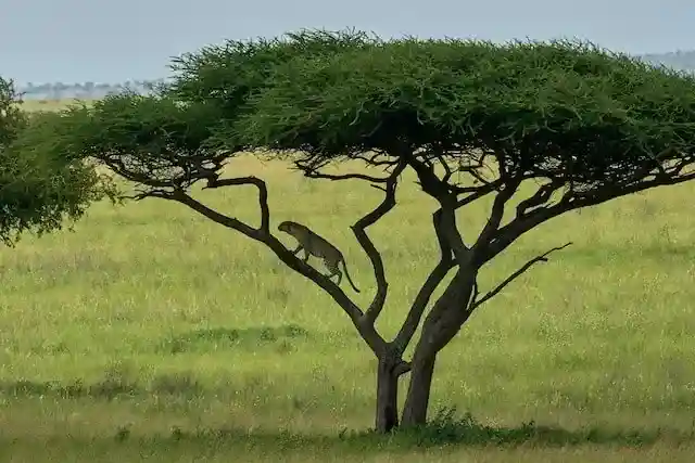 Ngorongoro Highlands Lodge