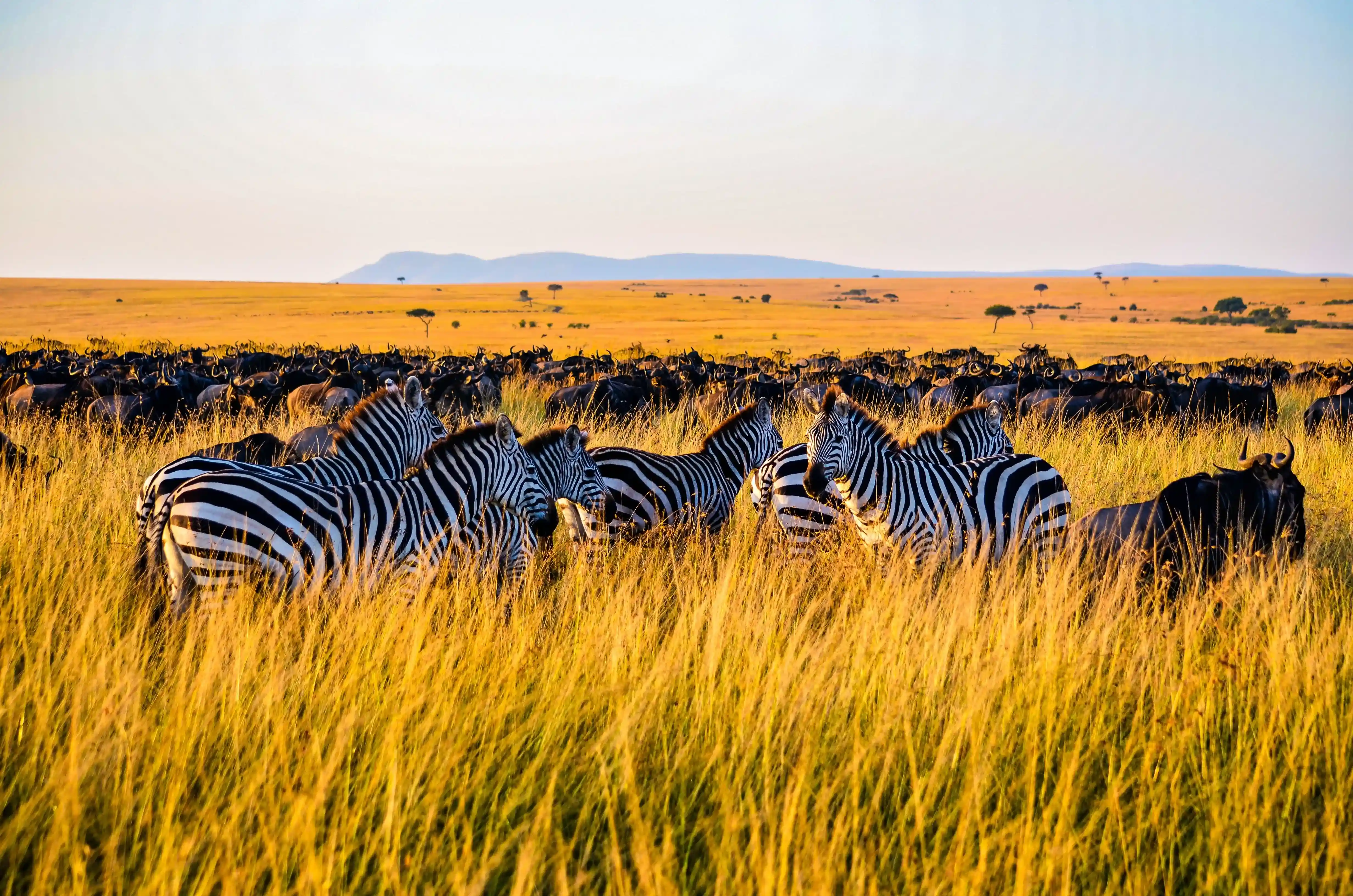 Ngorongoro Forest Lodge