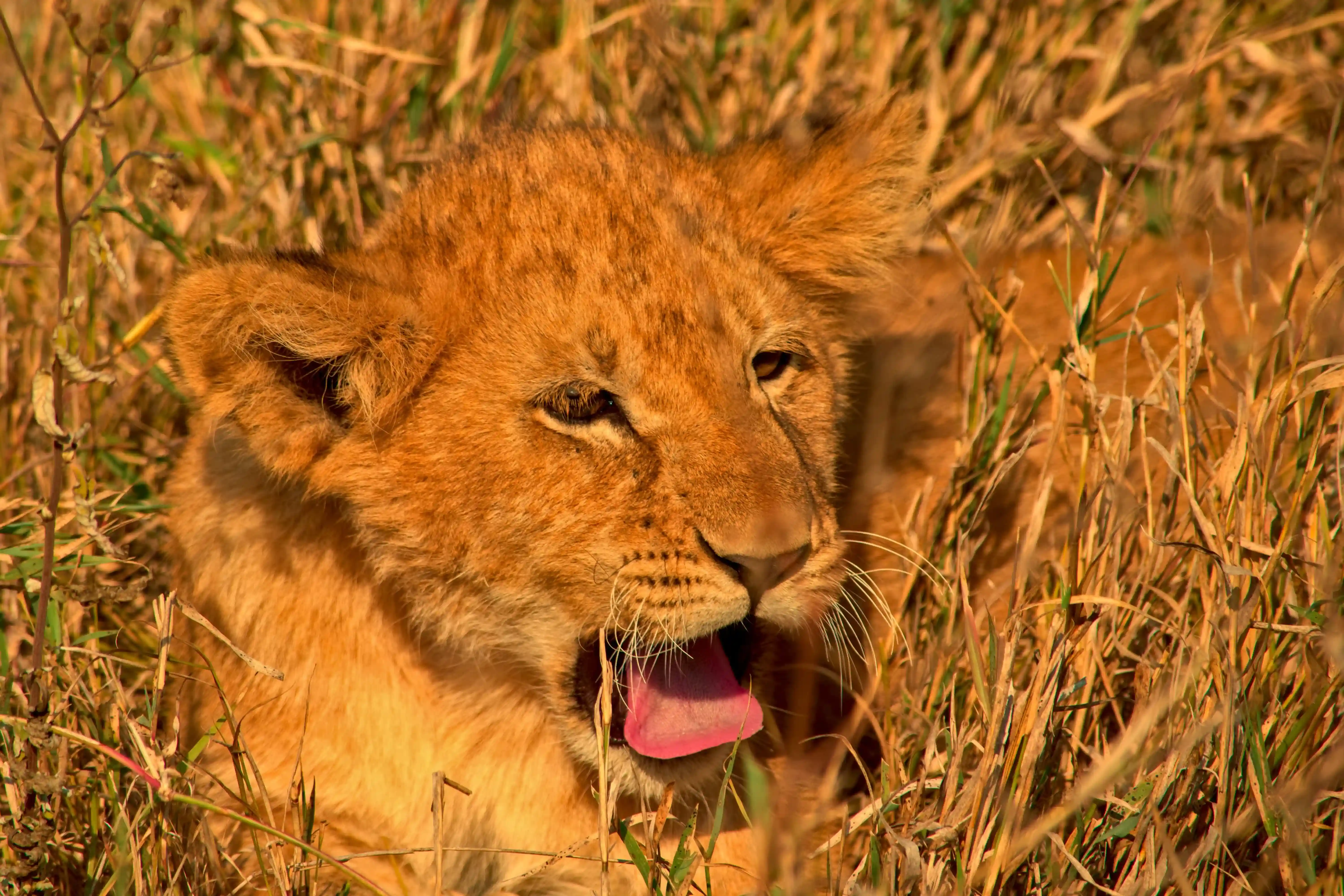 Serengeti Safari