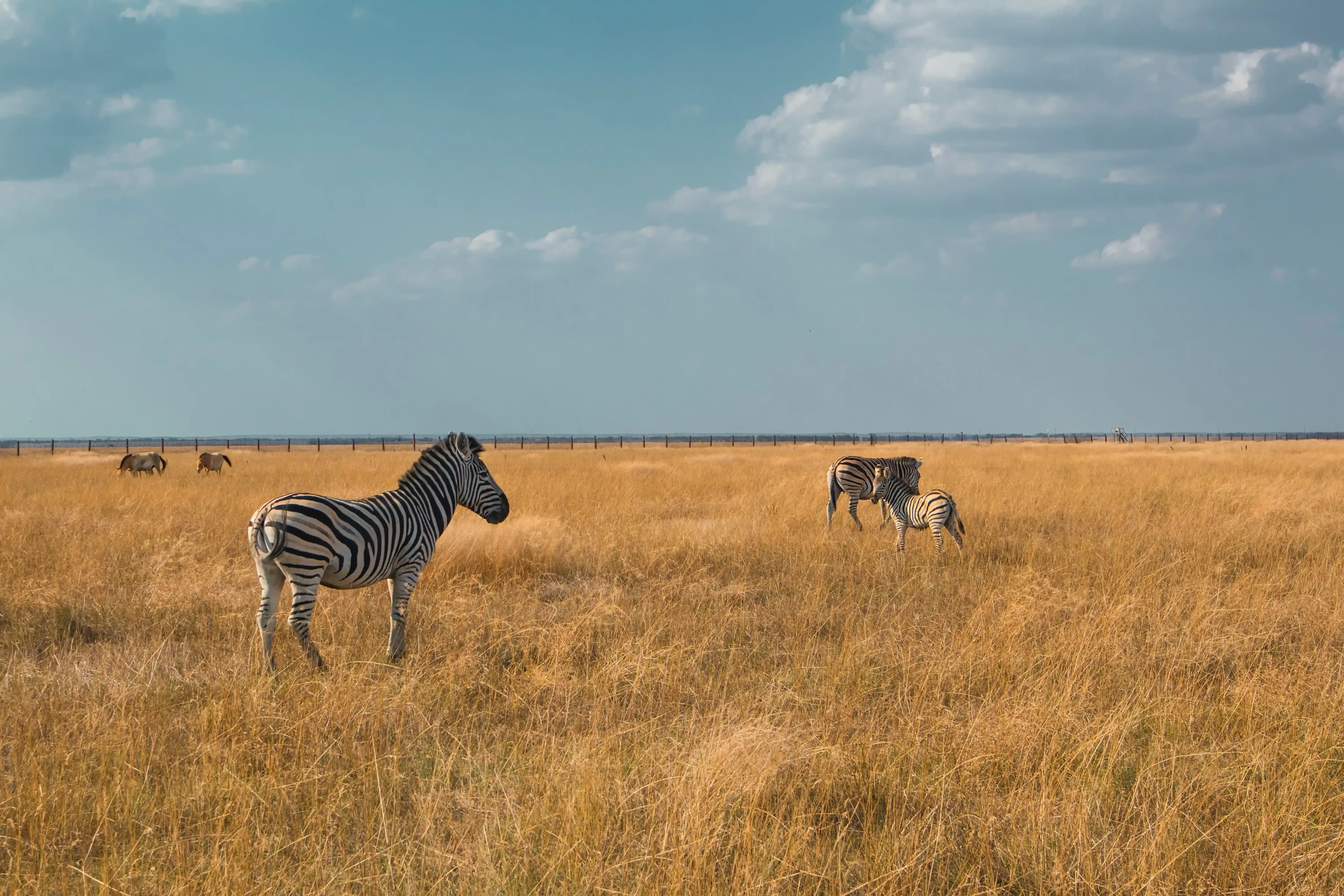 Private Tanzania safari planning