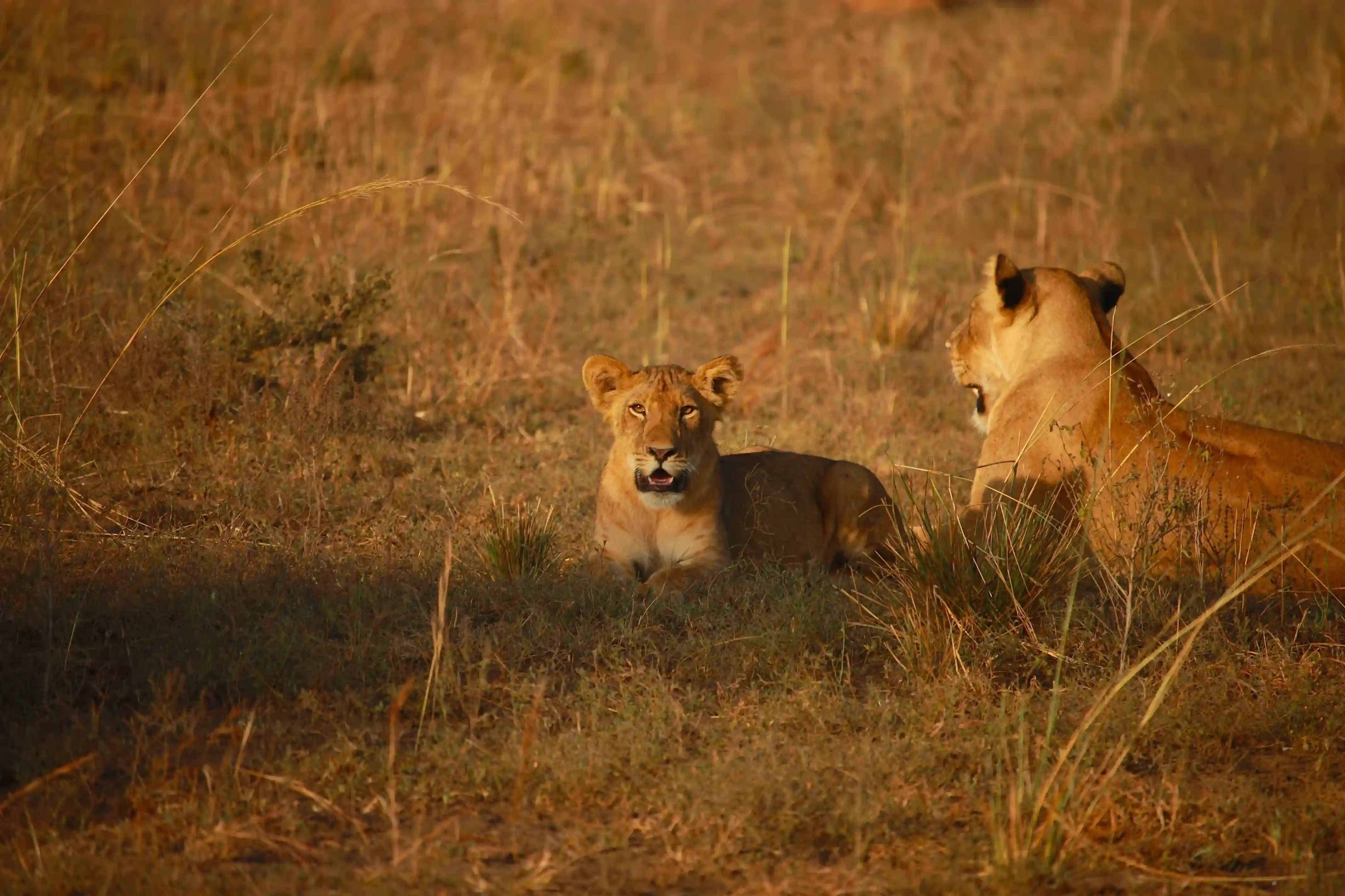 Game drive at sunrise