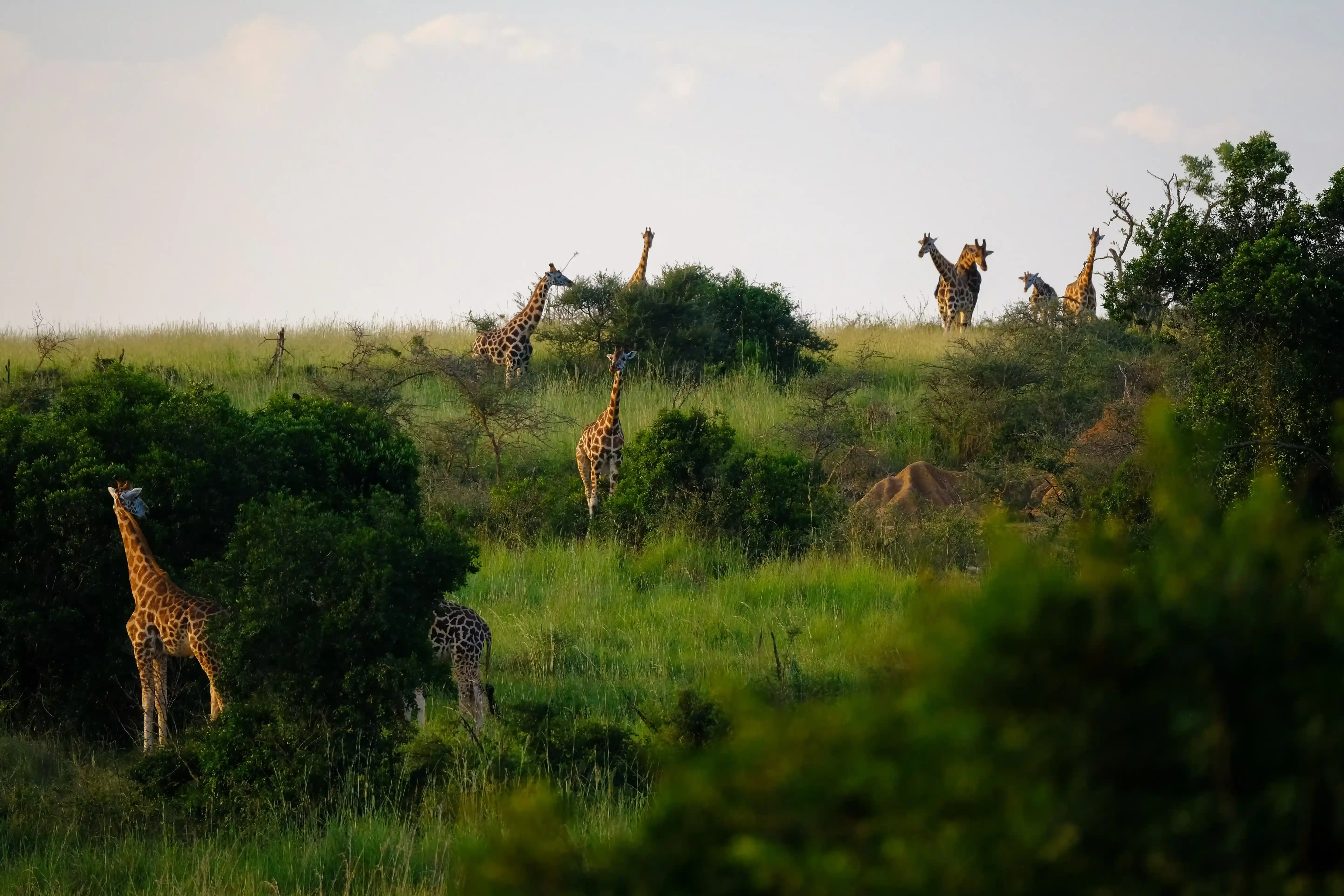 Open-roof safari vehicle on the Serengeti plains with wildebeest in the background