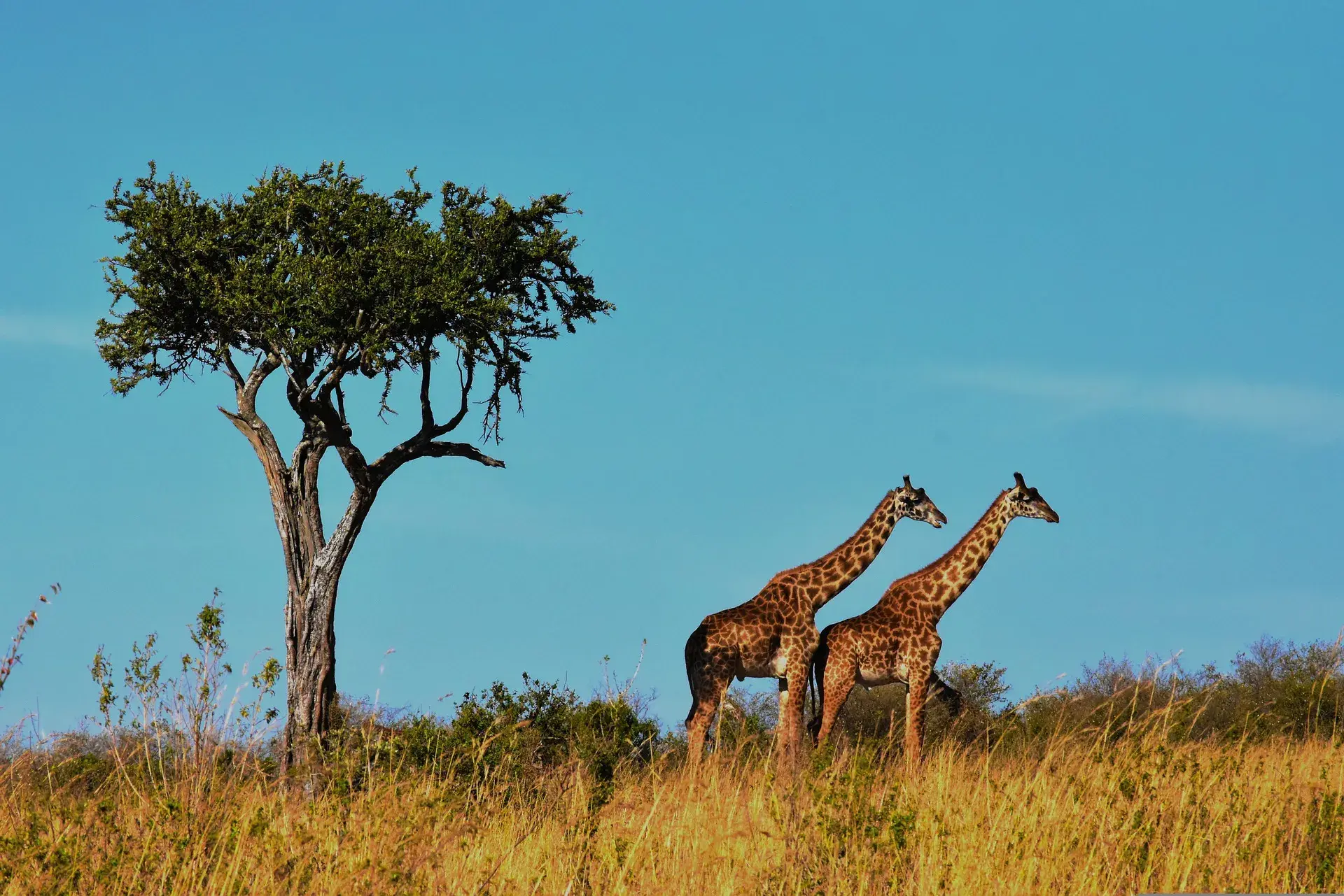 Ruaha