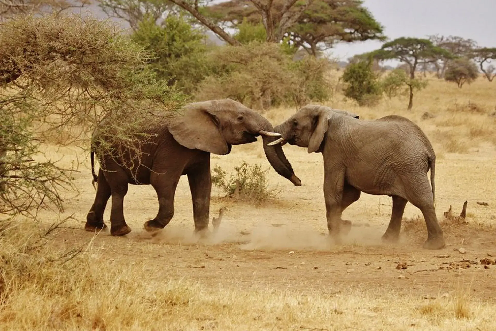 Elephants at golden sunset