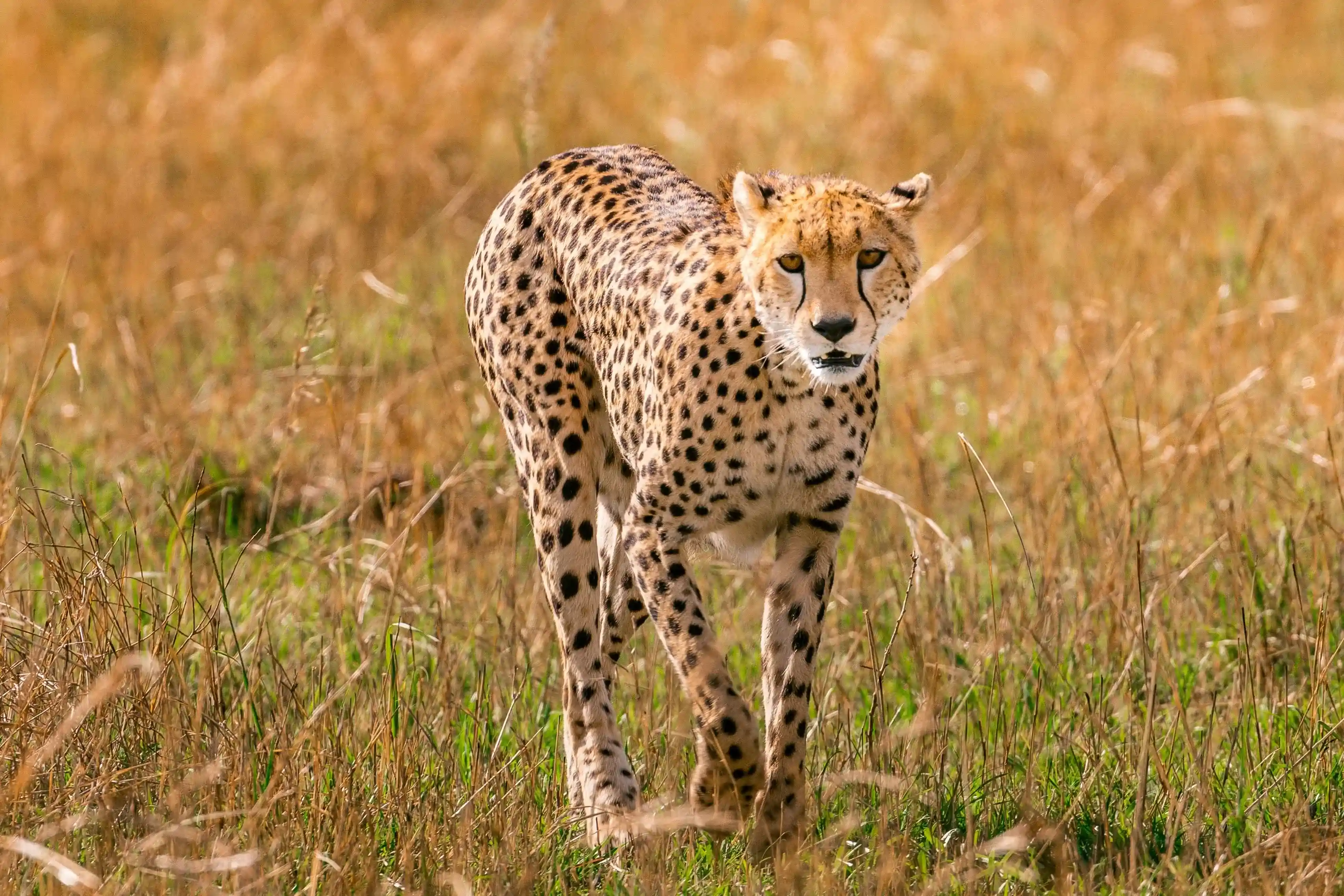 Serengeti