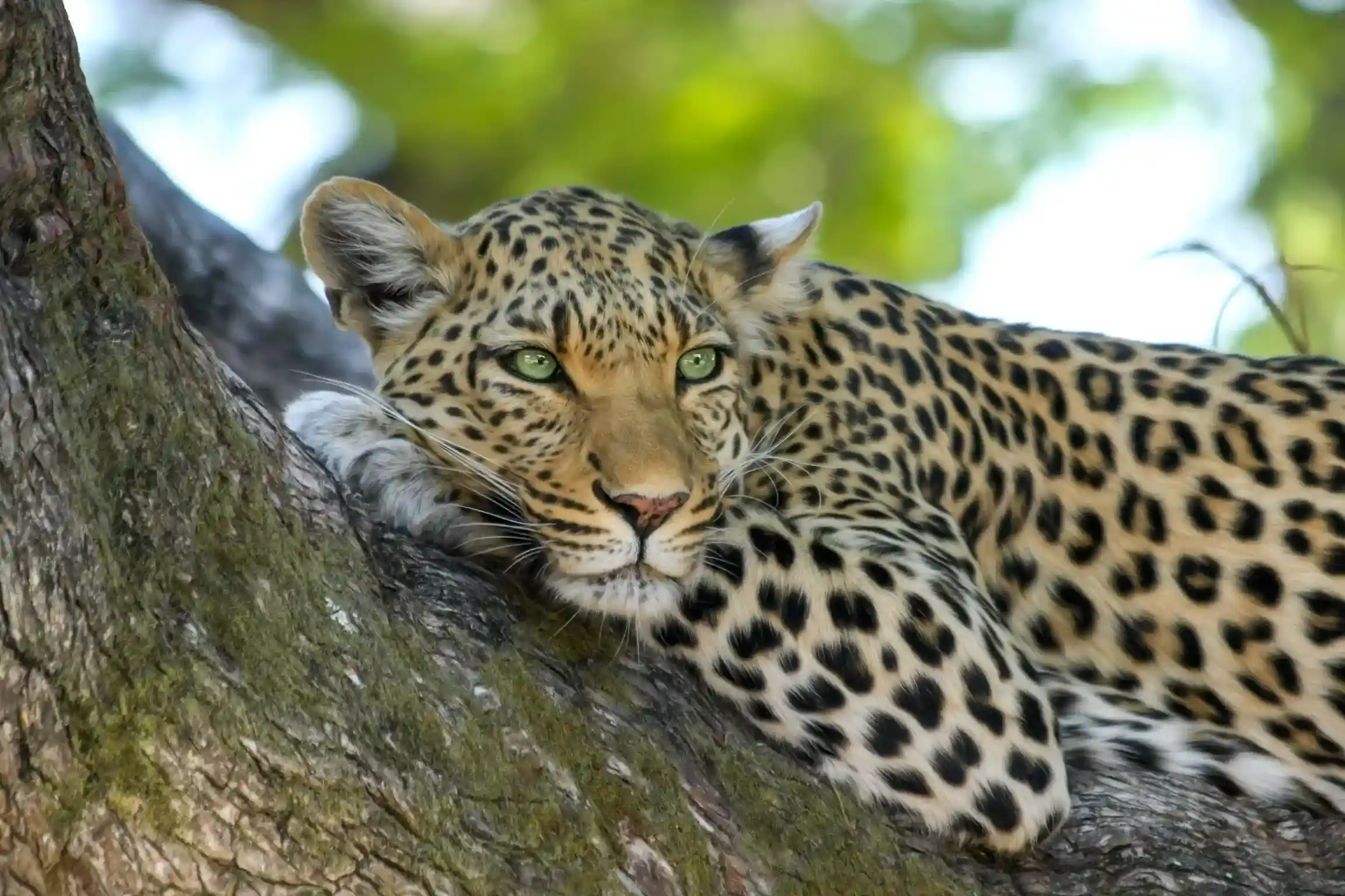 Southern Tanzania Safari