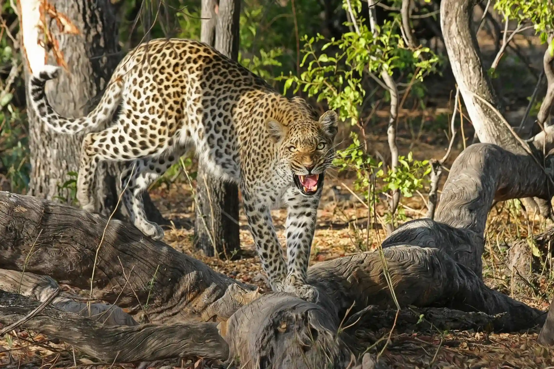 Nyerere National Park