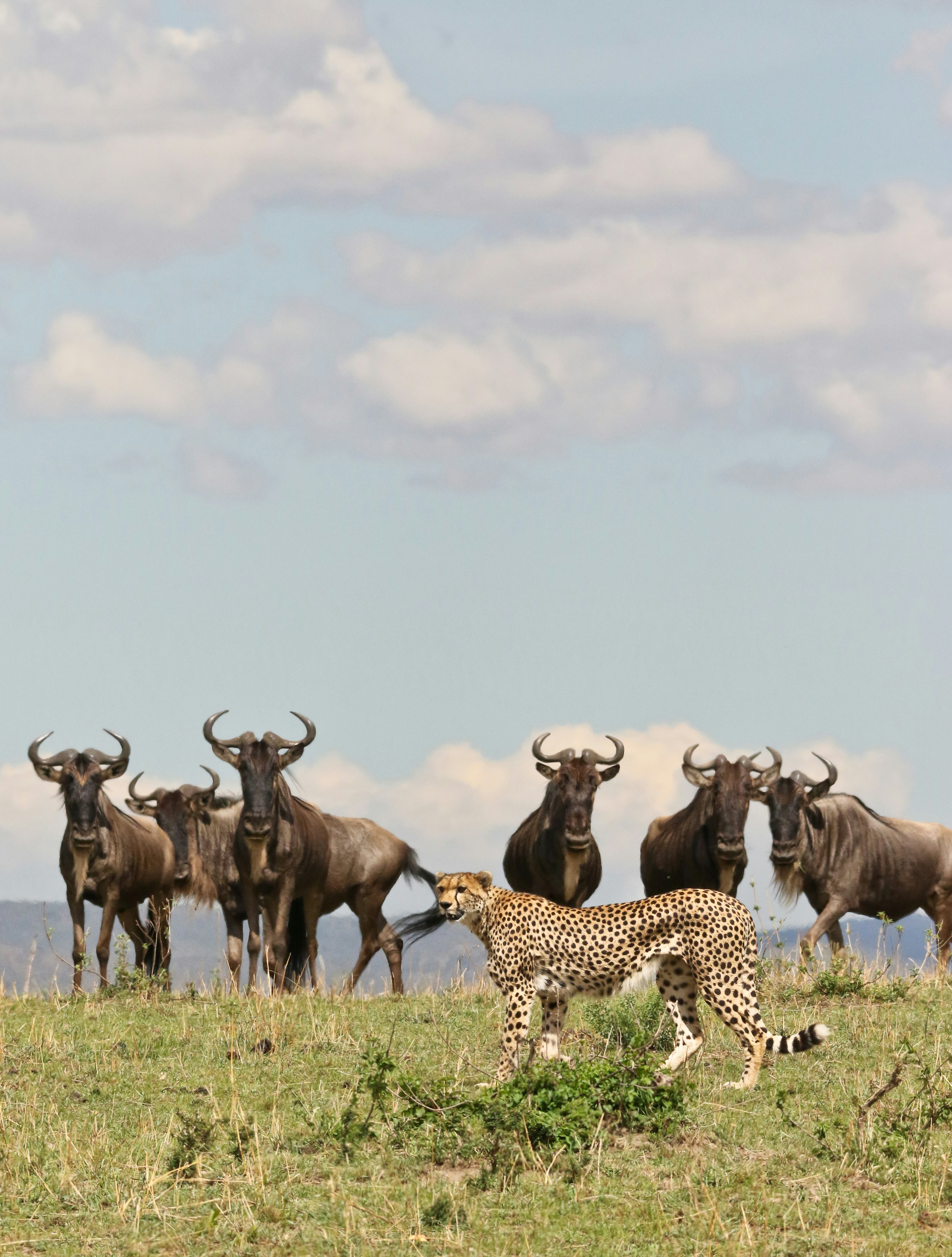Elephant herd at Tarangire river